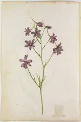 Delphinium ajacis, c.1568